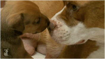 Rescued Pit Bull Puppies Star in “The Litter with Sharon Osbourne”