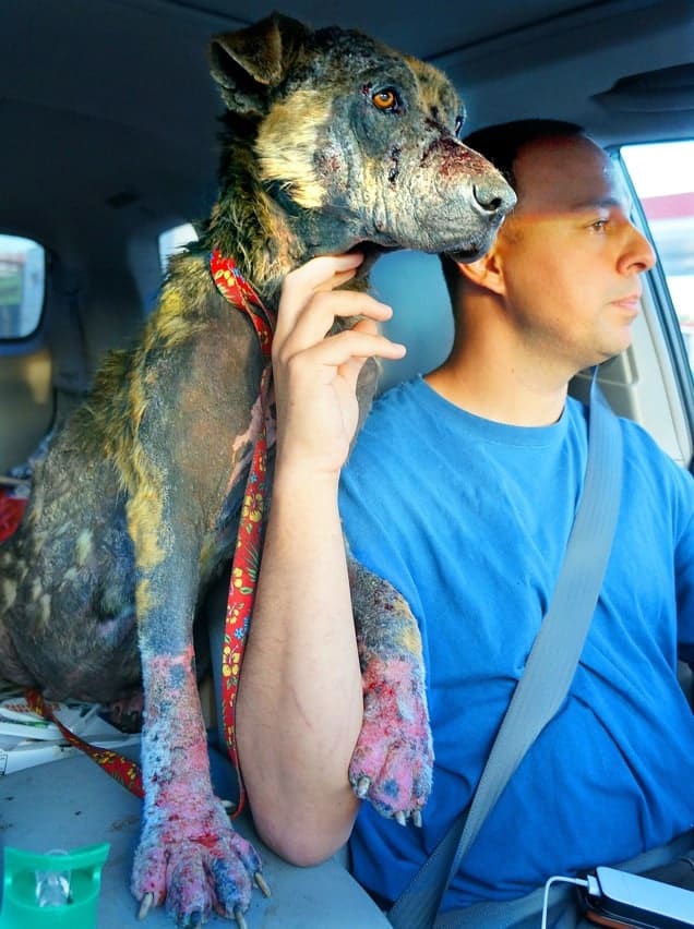 The Bill Foundation Shares Rescue Story