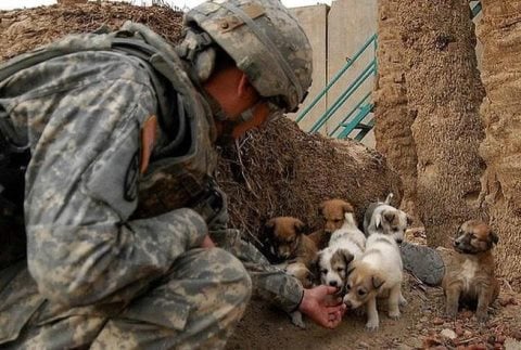 Wetnose Animal Aid to Embark on Operation Nowzad This Summer