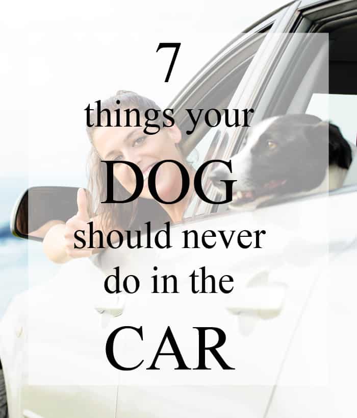 7 things your dog should never do in a car