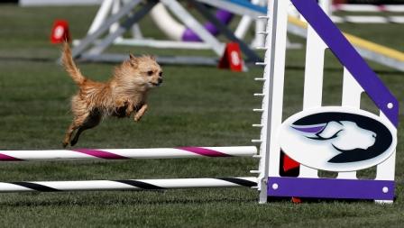 Running with Your Dog