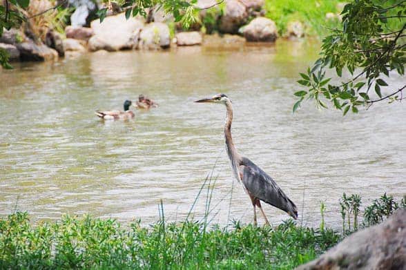 heron