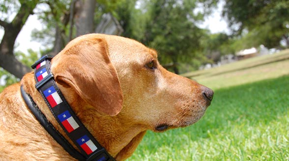 irie-WEB-texas-collar