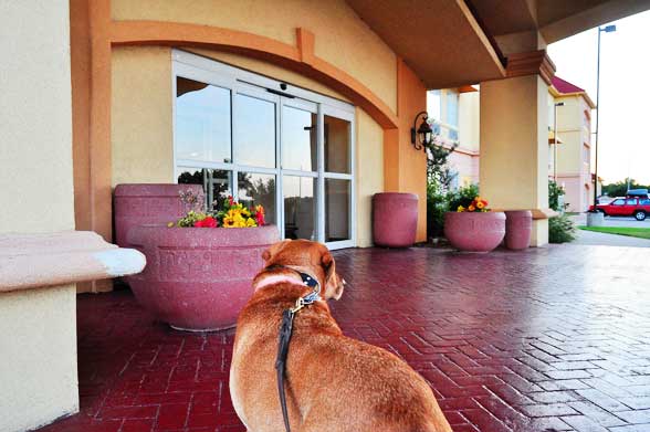 holiday inn dog friendly hotels