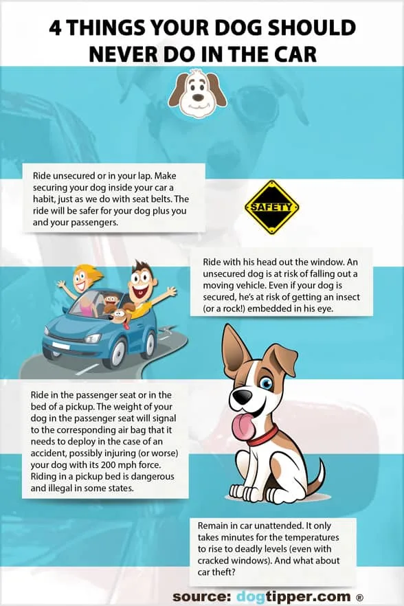 how to make your dog feel safe in the car