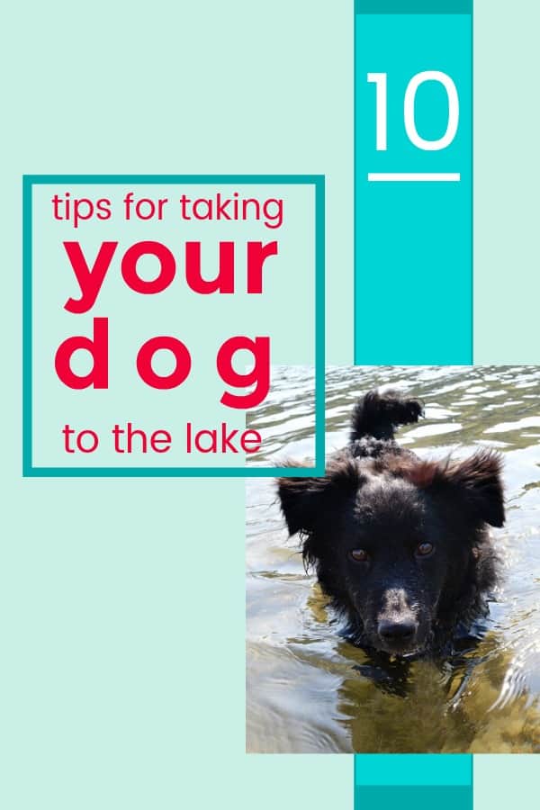 10 Tips for Taking Your Dog Swimming in a Lake or River