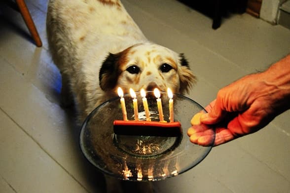 365: Happy Birthday, Tiki!