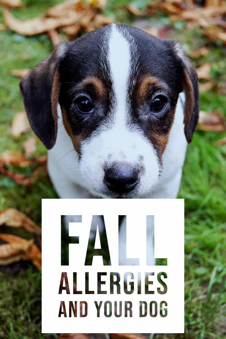 fall allergies and your dog