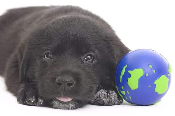 The Caring Vet: Bringing Home a Puppy