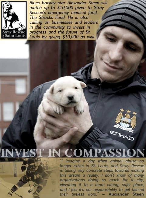 NHL Star Alexander Steen Helps Stray Rescue of St. Louis