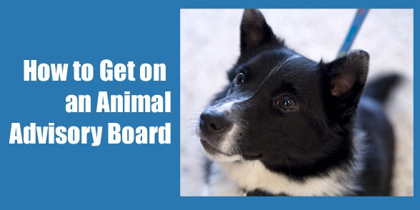 animal-advisory-board