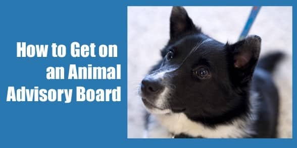 How to Get on an Animal Advisory Board