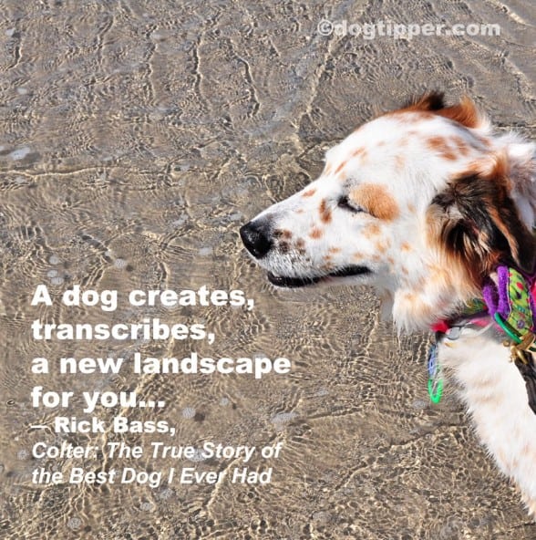 How To Give A Dog To A Rescue How To Give A Dog To A Rescue