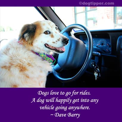 Quotes About Dogs Love Unique Famous Dog Travel Quotes Quotes About Dogs Love Unique Famous Dog Travel Quotes