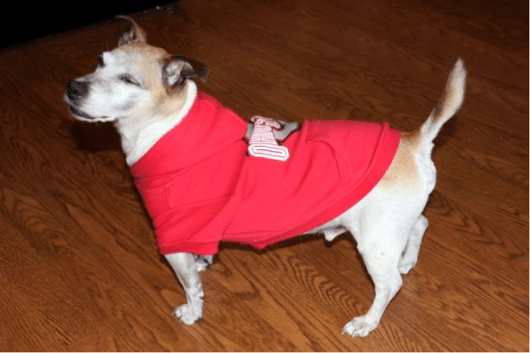 What Constitutes Too Many Dog Accessories?