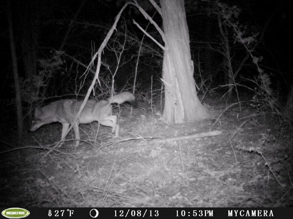 coyote-1