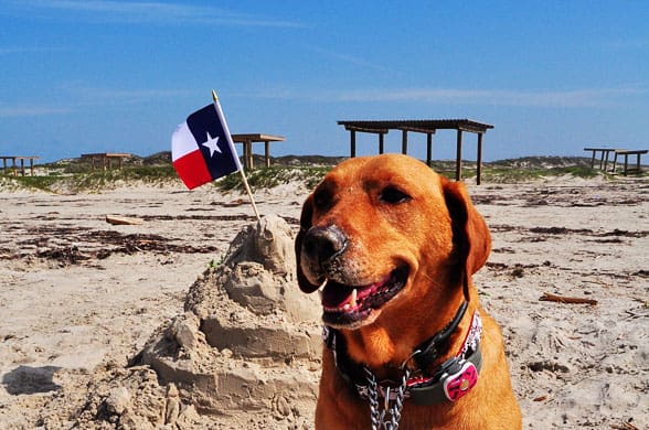 Mustang Island State Park dog friendly