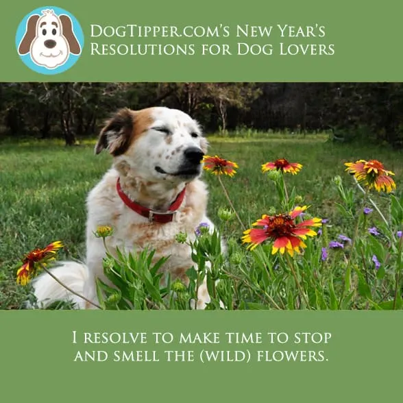 resolutions-wildflowers