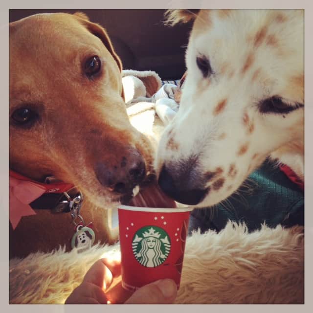 365: Our Enchanted Rock Day Trip #TexaswithDogs