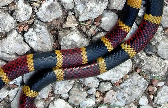 coral snake