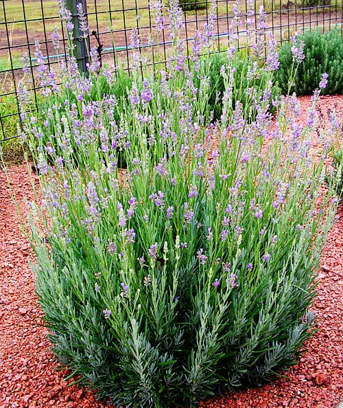 lavender plant