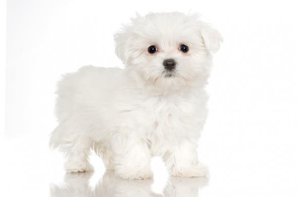 most allergenic dogs