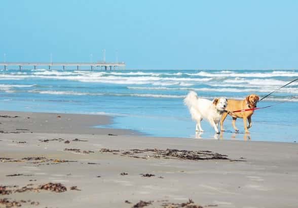 dogs-aransasWEB