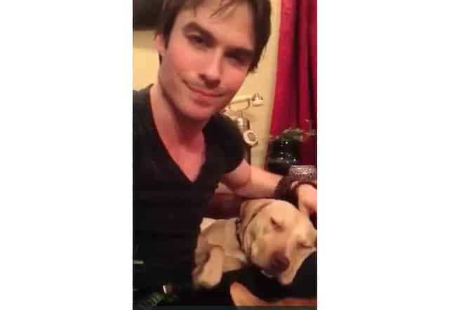 Ian Somerhalder Foundation Launches Emergency Medical Care Grant for Animals