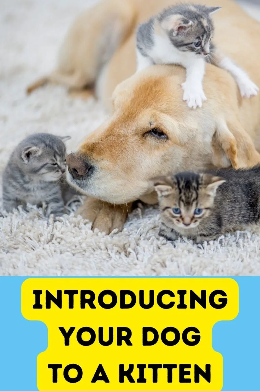 Introducing Your Dog to a Kitten: 5 Important Tips!