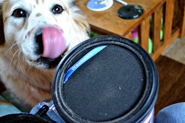 filter-dog
