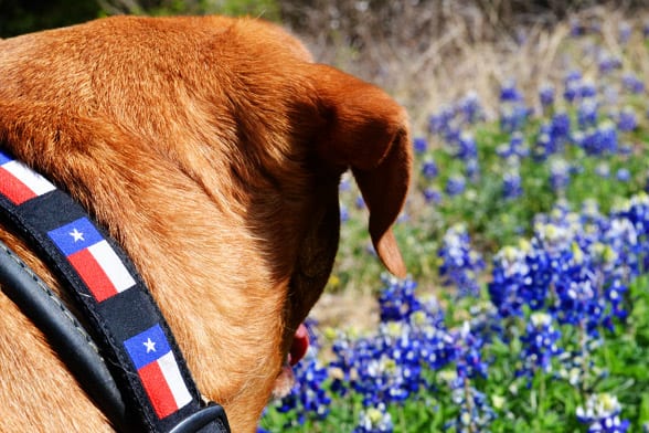 irie-bluebonnets