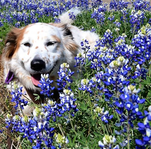 tiki-bluebonnets