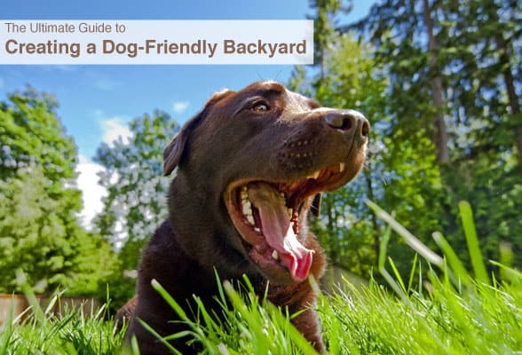 dog friendly backyard--how to create one for your dog!