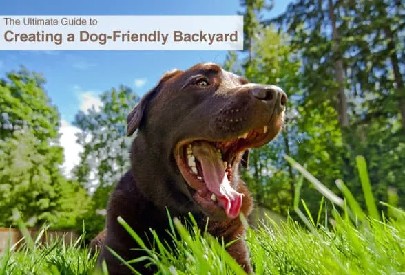 Guide-to-creating-a-dog-friendly-backyard