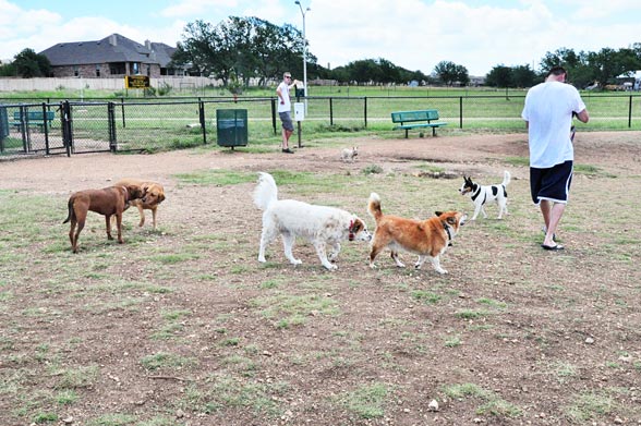 dog greeting another dog at dog park