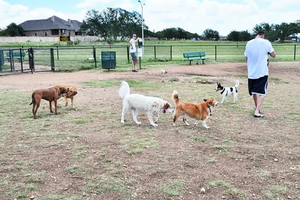 dog greeting another dog at dog park