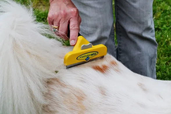 using Furminator to remove shed dog fur