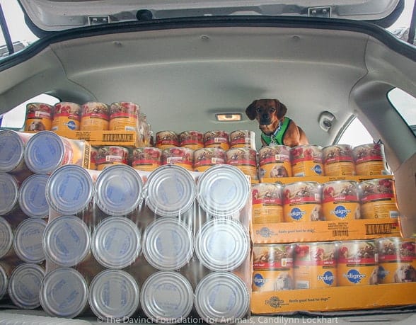 DaVinci’s Detroit Initiative Food Drive Brings in Over 2 Tons of Food!
