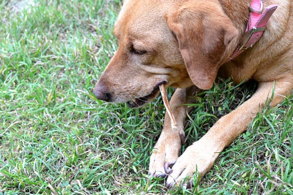 irie-bully-sticks