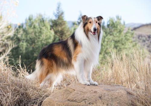 Save the Children Lassie