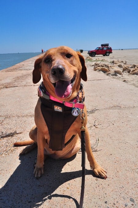 Keeping Your Dog Safe on Memorial Day Weekend & Beyond