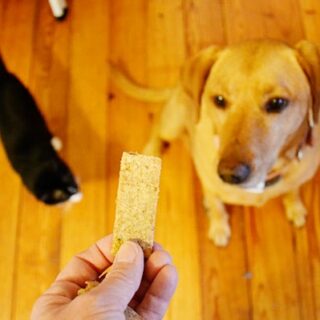 Canine Catnip Cookies