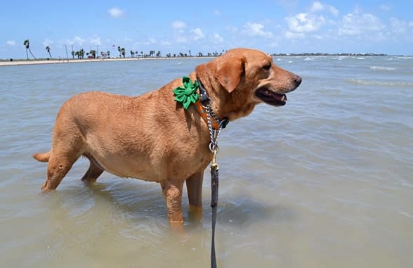 irie-rockport-beach
