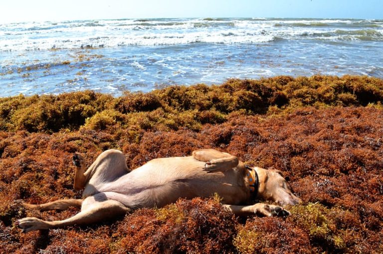 Making Seaside Fun Out of Seaweed