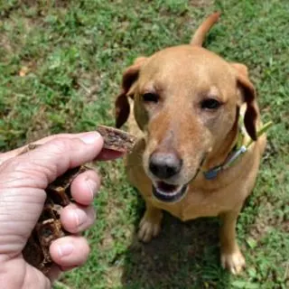 Grain-Free Liver Dog Treats