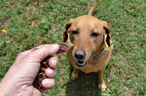 Grain-Free Liver Dog Treats