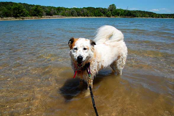 are dogs allowed in state parks in texas