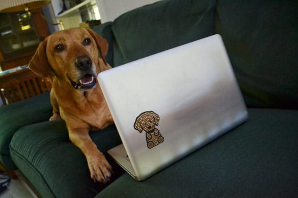Skype with Your Dog – Celebrity Style!