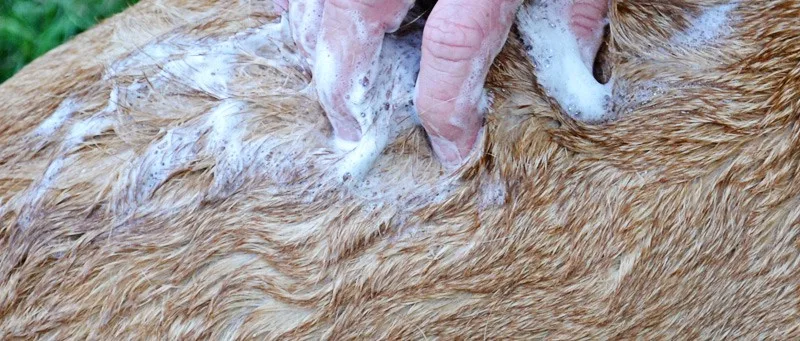 irie-fur-shampoo