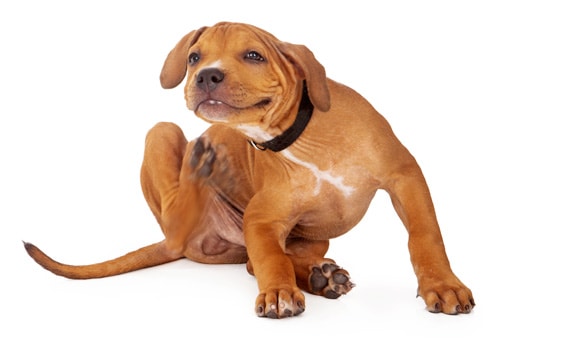 what can i do for my dogs itchy skin